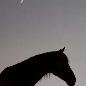 Kunstdruck «Moon»