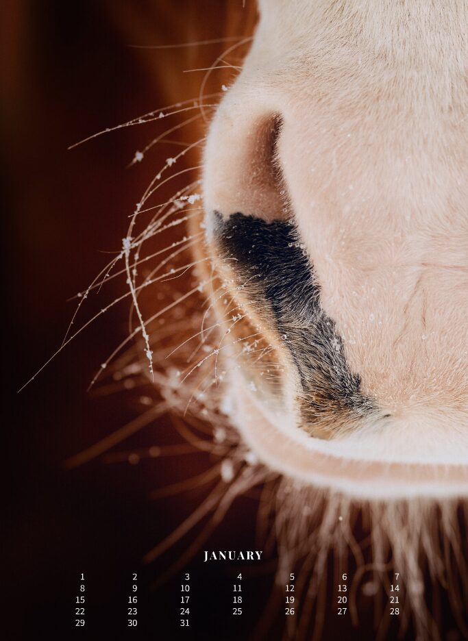 Kalender 2026 «Horses are pure art.» - Image 3