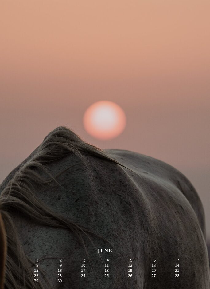 Kalender 2026 «Horses are pure art.» - Image 8