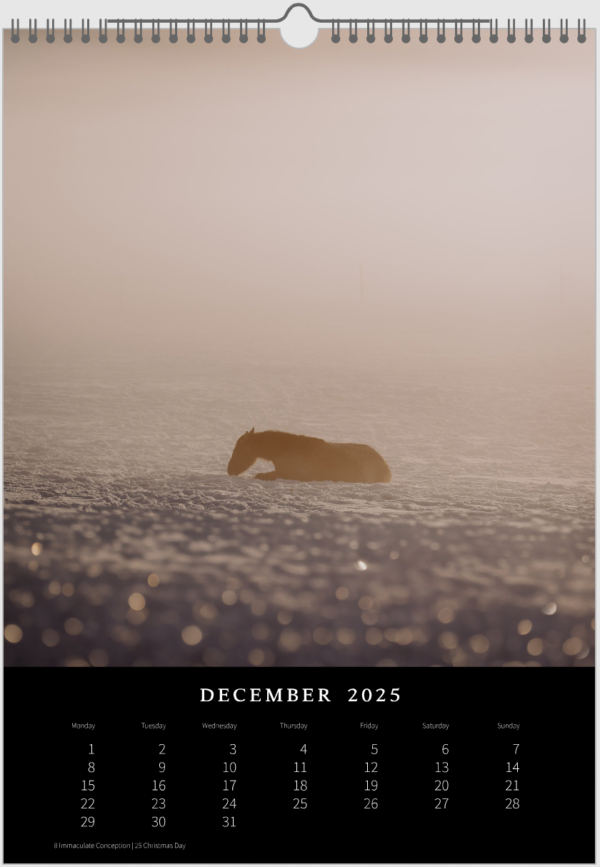 Kalender 2025 «Horses are pure art.» – Bild 14