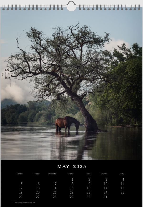 Kalender 2025 «Horses are pure art.» – Bild 7