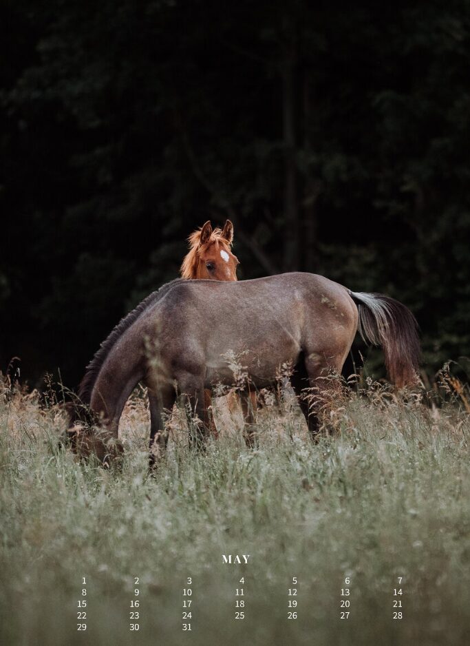 Kalender 2026 «Horses are pure art.» - Image 7