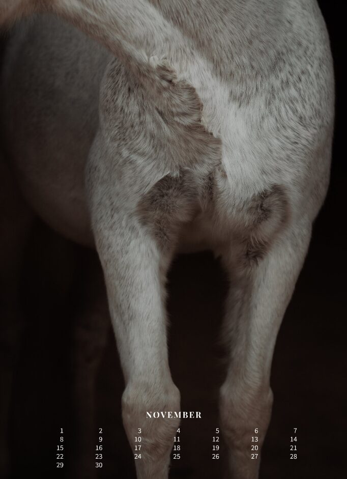 Kalender 2026 «Horses are pure art.» - Image 13