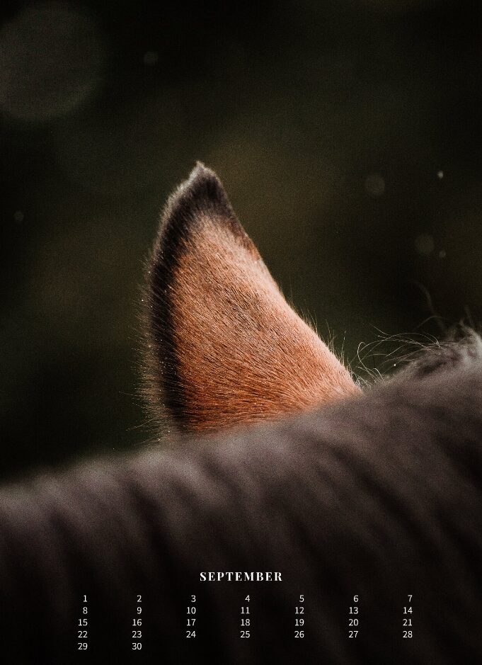 Kalender 2026 «Horses are pure art.» - Image 11