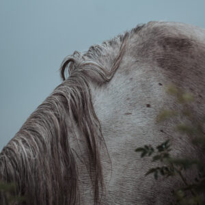 Art print "At peace"