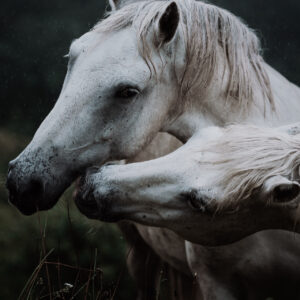 "Tender kiss" art print