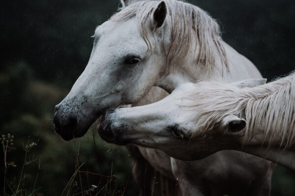 Impression d'art "Tender kiss" (baiser tendre)