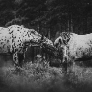 Art print "Similarities"