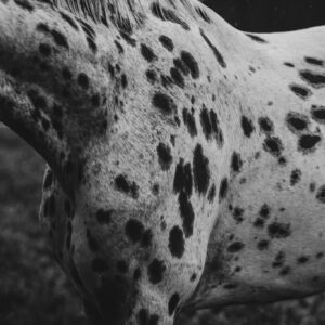 Art print "Spots"