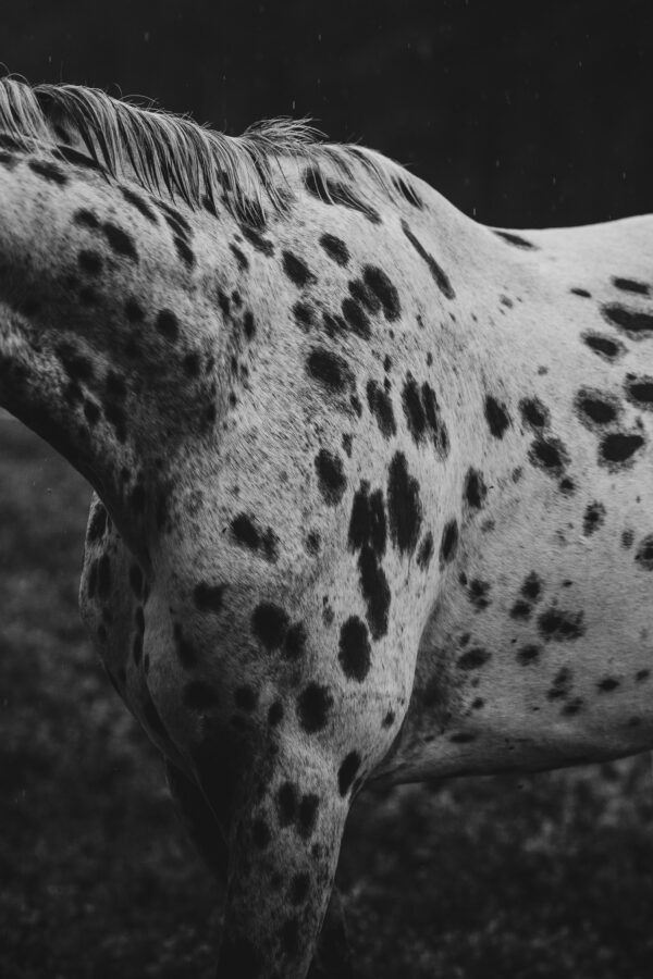 Art print "Spots"