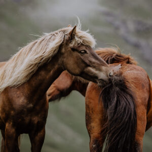 Art print "Kindred Spirits"