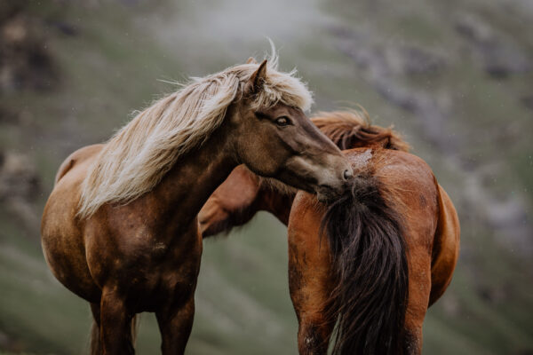 Art print "Kindred Spirits"