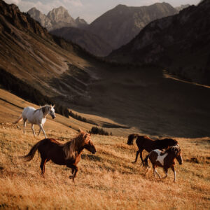 The Herd