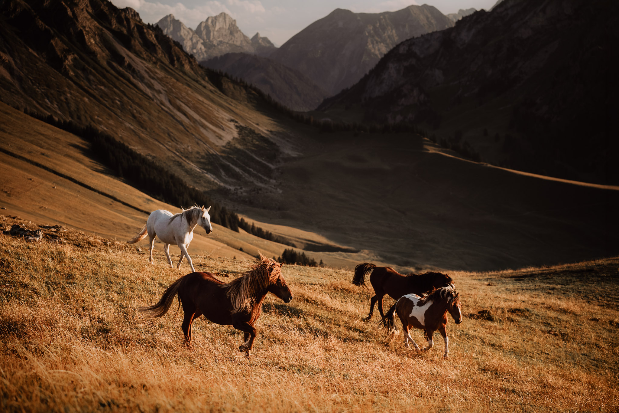 The Herd