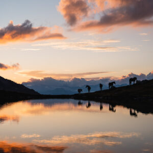 Dreamscape